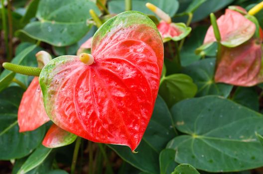 Flamingo flower or  Anthurium flower in the garden, Thailand.