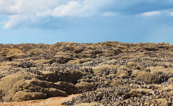 Image of a characteristic beach in Normandy during the low tide.There are many fosillized shells on brown rocks.