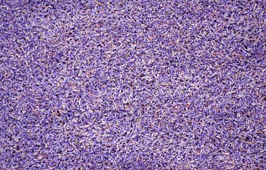 Violet coloured lavander seeds background or texture