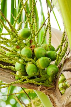 Baby Green cocnut at tree
