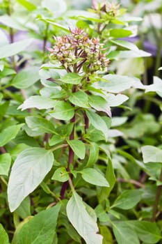 Pile of fresh green basil and flower of sweet basil