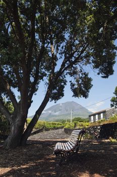 Bench under a big tree in Pico island, Azores