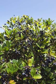 Fruits of picconia azorica shrub, endemic of Azores