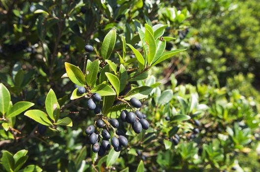 Fruits of picconia azorica shrub, endemic of Azores