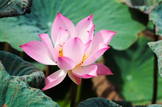 blooming of pink lotus flower