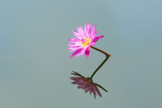 blooming of pink lotus flower