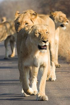 Pack of lions walking down the road