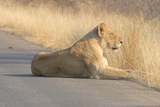 Adult lioness with scars laying in the road