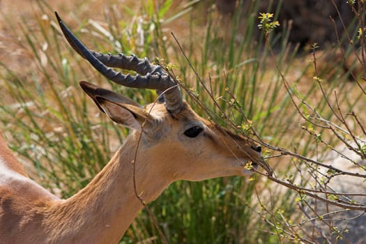 Adult Impala male feeding on fresh leaves