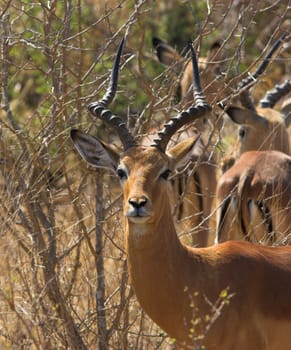 Adult Impala male looking at the camera