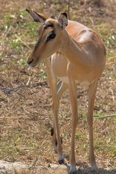 Pregnant Adult Impala female looking at the camera