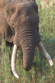 Kruger National Park Elephant bull with massive tusks