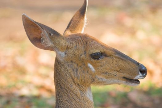 Close up head shot of a female bushbuck