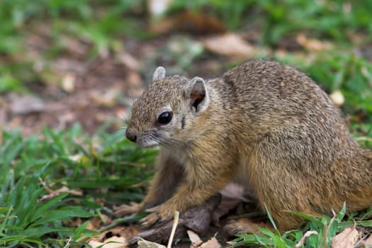 Close up of a tree squirrel foraging for food