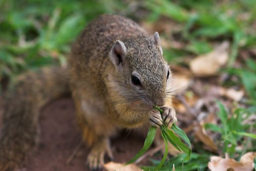 Close up of a tree squirrel feeding on grass