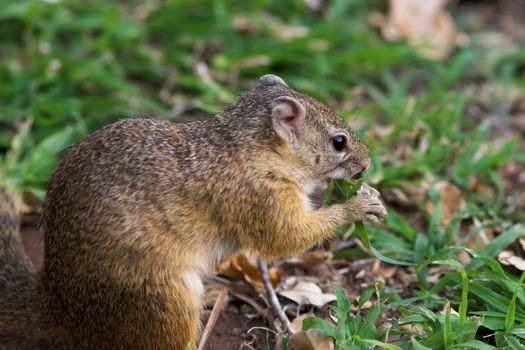 A Tree Squirrel feeding on blades of grass