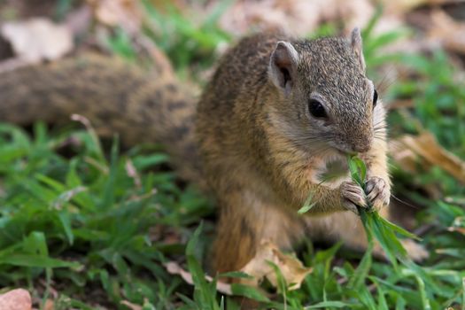 Tree Squirrel feeding on a blade of grass
