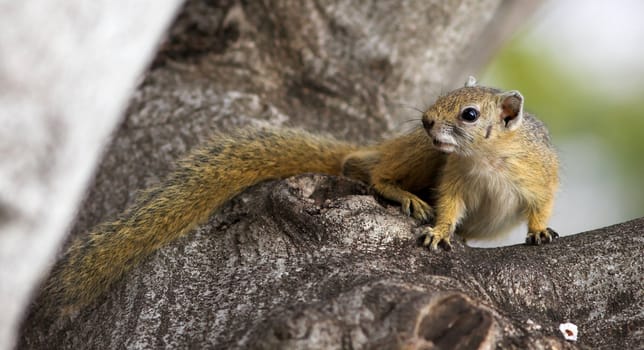 Tree Squirrel alert and ready to hide from danger