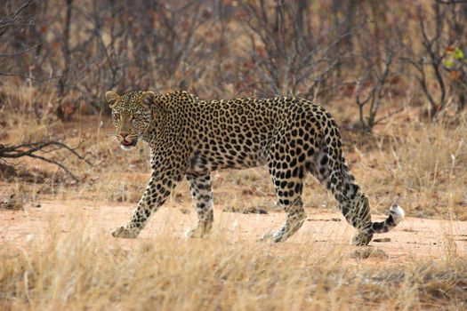 Adult leopard pausing to look at the camera