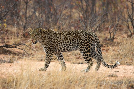 Adult leopard walking in the African bush