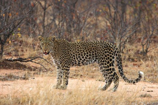 Adult leopard pausing to look at the camera