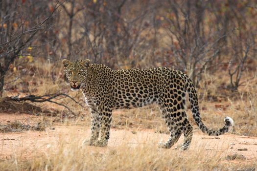 Adult Leopard pausing to look at the camera