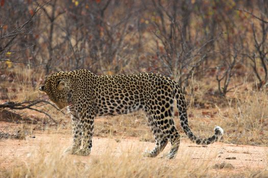 Adult leopard pausing for a moment to groom itself