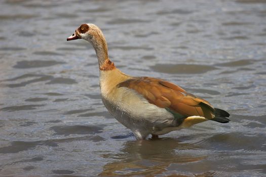 Egyptian goose with water droplets running down its neck