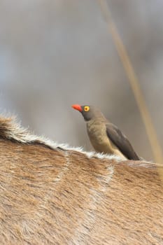 Red-billed Oxpecker sitting on the back of a Kudu