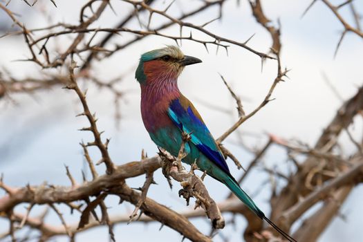 Lilac breasted roller sitting in a tree scanning for insects
