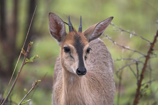 Common, Grey, Grimm's bush duiker front portrait