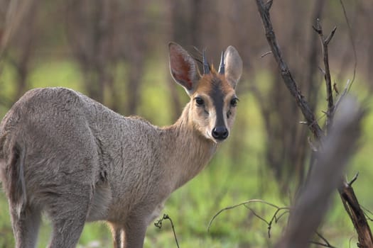 Grey Duiker side profile, looking at the camera