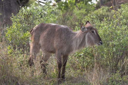 Adult Female waterbuck in the african bush