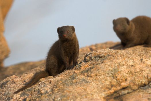 Dwarf mongoose basking in the morning sun