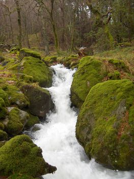 A small stream flows between mossy rocks in a Welsh forest.