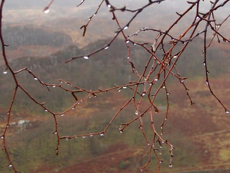 raindrops dripping off tree branches on a grey, cloudy day.