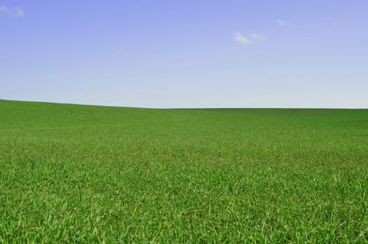 Green farmland and perfect blue sky