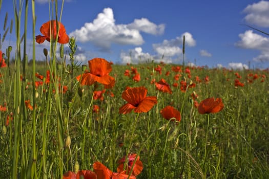 red poppies on meadow