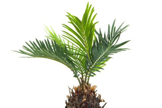 Real dwarf palm tree isolated on white background