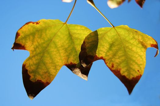 Autumn leaves of an oak tree against a blue sky