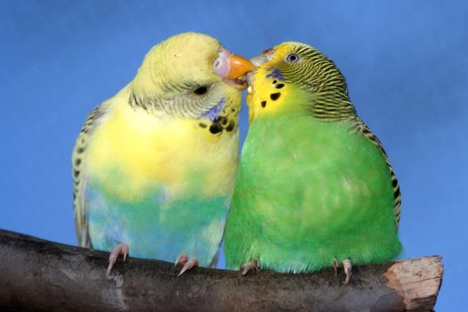Breeding pair of budgies with the male budgie bird feeding his mate