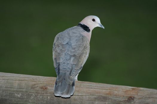 Ring neck dove sitting on a wooden pole against a green background