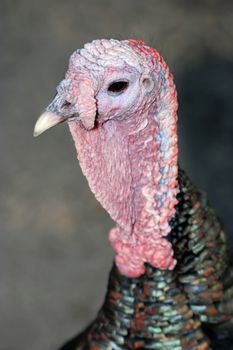 Portrait of a turkey showng pink facial skin detail