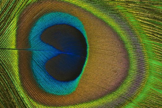 Peacock feather background(macro)