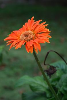 Close-up of a orange daisy.