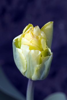 Close-up shot of the stamen of a yellow tulip


