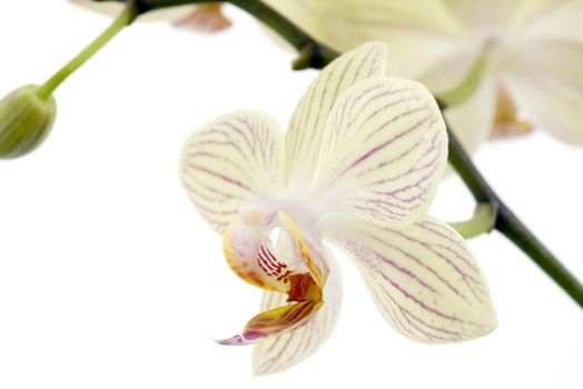 orchids on the white background