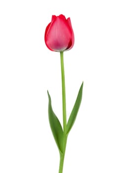 Elegant red tulip