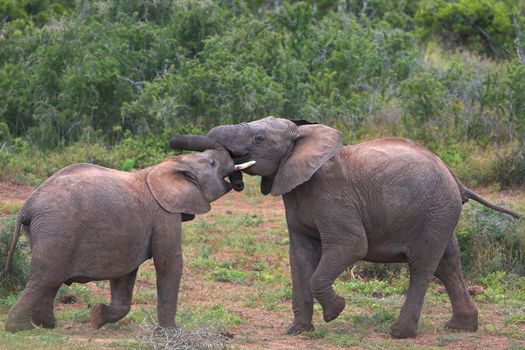 Two African Elephant males in a dominance battle