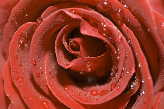 On a photo a red rose by macro lens